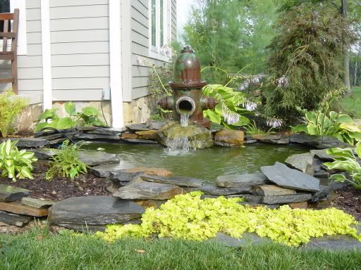 My little pond more like a puddle